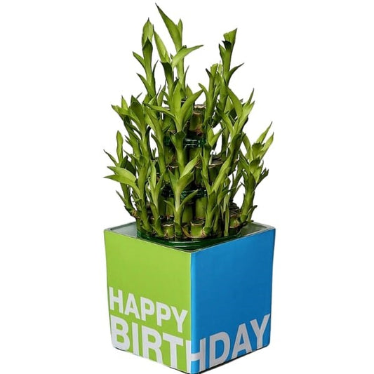 3 Layer Bamboo (بامبو ثلاثي الطبقات) | Fast UAE Delivery – Lucky & Low Maintenance Indoor Plant