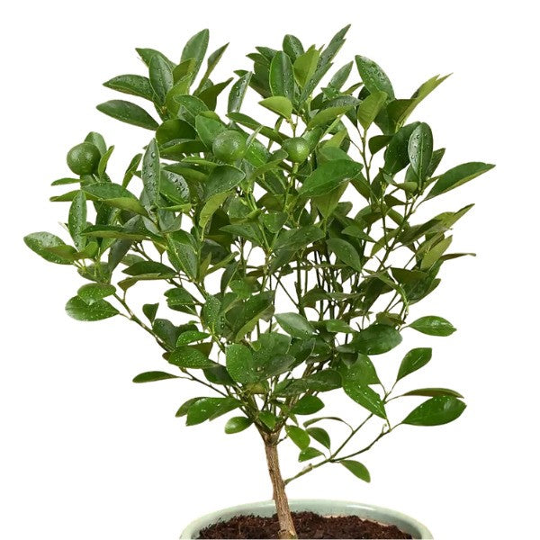 ๐ฟ Calamansi or Lemon Plant (ููุงู
ุงูุณู ุฃู ุดุฌุฑุฉ ุงูููู
ูู) | Fresh Citrus for Homes & Gardens โ Fast UAE Delivery