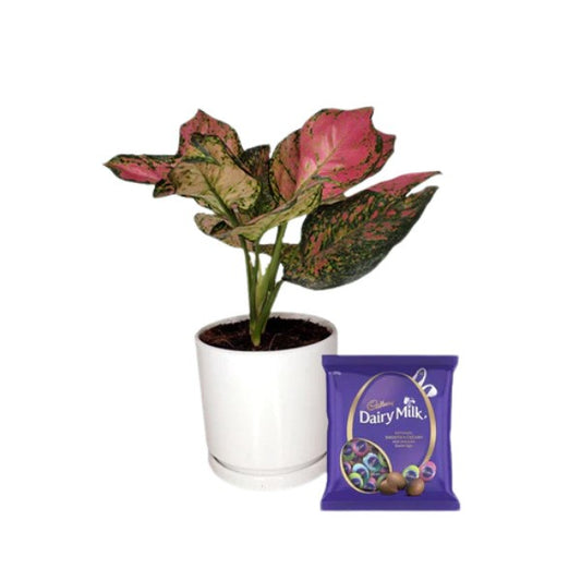 🌿 Aglonema Pink (أجلونيما وردي) | Elegant Indoor Plant – Fast UAE Delivery