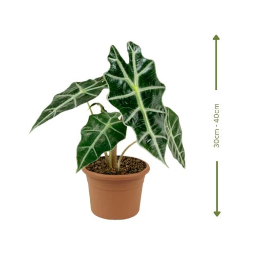 🌿 Alocasia Polly (ألوكاسيا بولي) | Fast UAE Delivery – Exotic Elegance for Homes & Offices