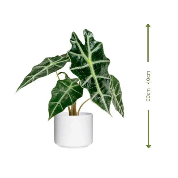 ๐ฟ Alocasia Polly (ุฃูููุงุณูุง ุจููู) | Fast UAE Delivery โ Exotic Elegance for Homes & Offices
