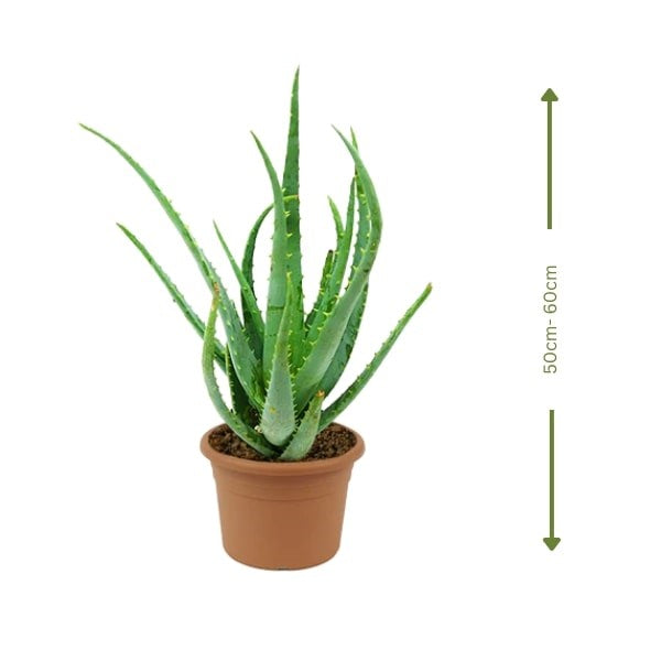 ๐ฟ Aloe Vera (ุตุจุงุฑ ุงูุฃููุฉ) | Healing & Air-Purifying โ Fast UAE Delivery