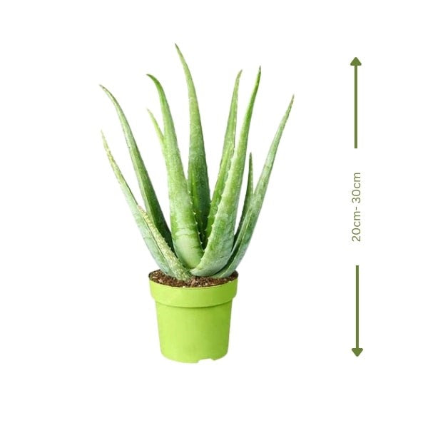 ๐ฟ Aloe Vera (ุตุจุงุฑ ุงูุฃููุฉ) | Healing & Air-Purifying โ Fast UAE Delivery