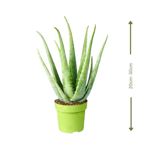 🌿 Aloe Vera (صبار الألوة) | Healing & Air-Purifying – Fast UAE Delivery
