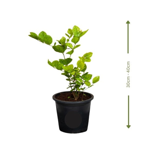 🌿 Arabian Jasmine (الياسمين العربي) | Fast UAE Delivery – Fragrant Blooms for Homes & Gardens