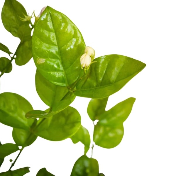 ๐ฟ Arabian Jasmine (ุงููุงุณู
ูู ุงูุนุฑุจู) | Fast UAE Delivery โ Fragrant Blooms for Homes & Gardens