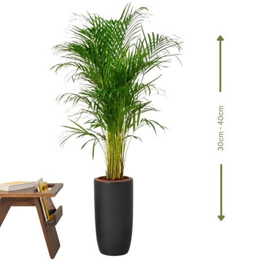 🌴 Areca Palm Plant (نخلة الأريكا) | Fast UAE Delivery – The Perfect Indoor & Outdoor Greenery 🌴