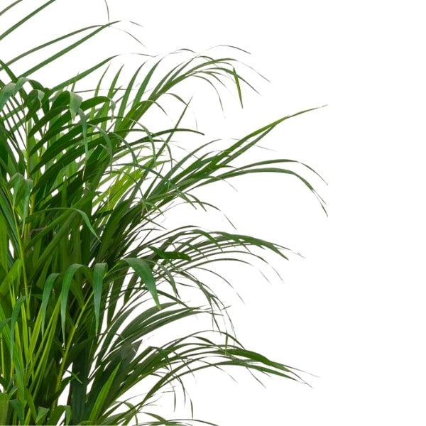 ๐ด Areca Palm Plant (ูุฎูุฉ ุงูุฃุฑููุง) | Fast UAE Delivery โ The Perfect Indoor & Outdoor Greenery ๐ด