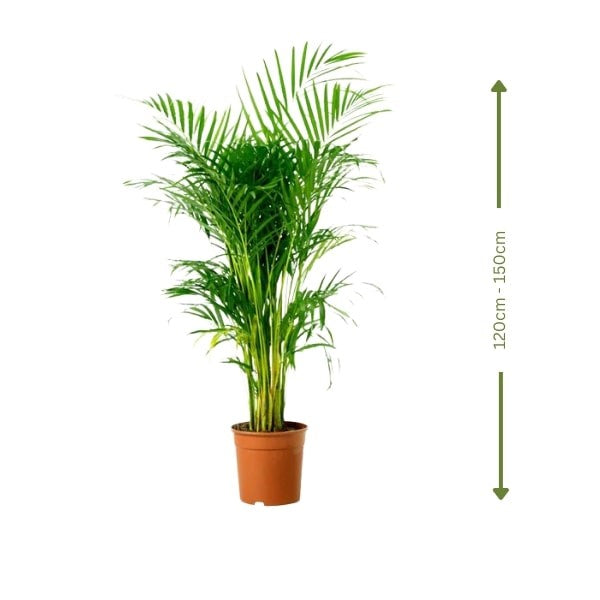 ๐ฟ Areca Palm (ูุฎูุฉ ุงูุฃุฑููุง) | Elegant Indoor & Outdoor Greenery โ Fast UAE Delivery!