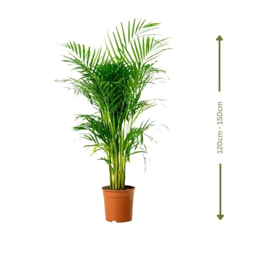 🌿 Areca Palm (نخلة الأريكا) | Elegant Indoor & Outdoor Greenery – Fast UAE Delivery!