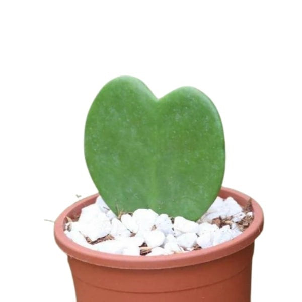 Hoya Kerrii (هويا كيري) | Heart-Shaped Succulent – Fast UAE Delivery