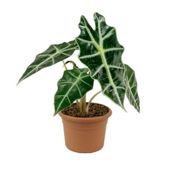 ๐ฟ Alocasia Polly (ุฃูููุงุณูุง ุจููู) | Fast UAE Delivery โ Exotic Elegance for Homes & Offices