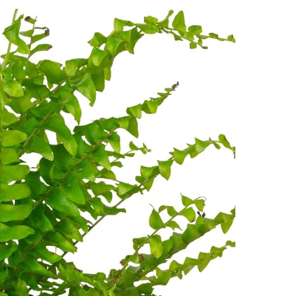Boston Fern (سرخس بوسطن) | Fast UAE Delivery – Air-Purifying & Lush Greenery 🌿