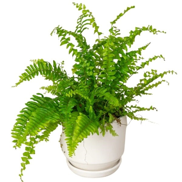 Boston Fern (سرخس بوسطن) | Fast UAE Delivery – Air-Purifying & Lush Greenery 🌿
