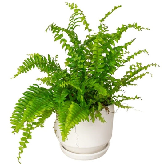 Boston Fern (سرخس بوسطن) | Fast UAE Delivery – Air-Purifying & Lush Greenery 🌿