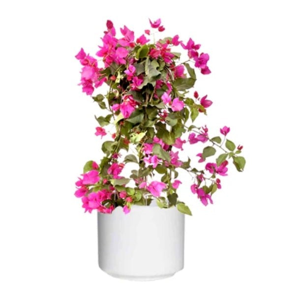 🌸 Bougainvillea Plant (نبتة الجهنمية) | Fast UAE Delivery – Drought-Resistant & Vibrant