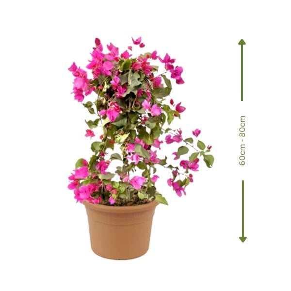🌸 Bougainvillea Plant (نبتة الجهنمية) | Fast UAE Delivery – Drought-Resistant & Vibrant