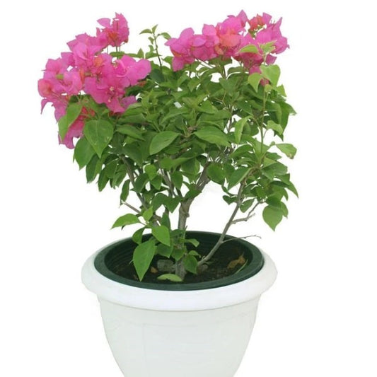 🌸 Bougainvillea Plant (نبتة الجهنمية) | Fast UAE Delivery – Drought-Resistant & Vibrant