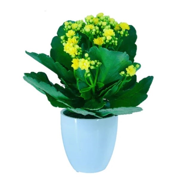 ๐ฟ Kalanchoe Plant (ูุงูุงูุดู) | Vibrant Blooms โ Fast UAE Delivery