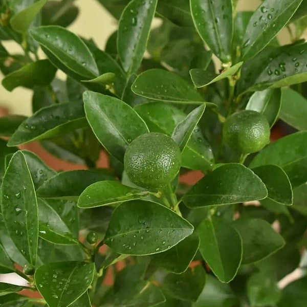 ๐ฟ Calamansi or Lemon Plant (ููุงู
ุงูุณู ุฃู ุดุฌุฑุฉ ุงูููู
ูู) | Fresh Citrus for Homes & Gardens โ Fast UAE Delivery