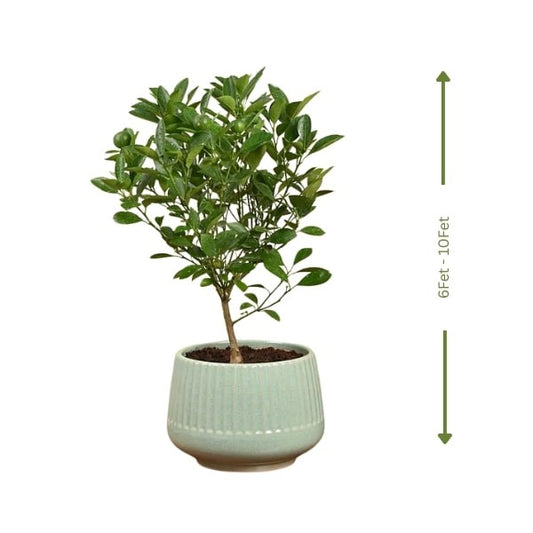 🌿 Calamansi or Lemon Plant (كلامانسي أو شجرة الليمون) | Fresh Citrus for Homes & Gardens – Fast UAE Delivery