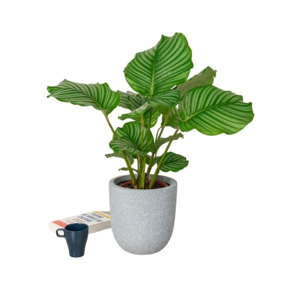 Calathea Orbifolia (كالاثيا أوربيفوليا) | Elegant Indoor Foliage – Fast UAE Delivery 🌿