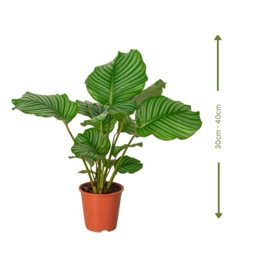 Calathea Orbifolia (كالاثيا أوربيفوليا) | Elegant Indoor Foliage – Fast UAE Delivery 🌿