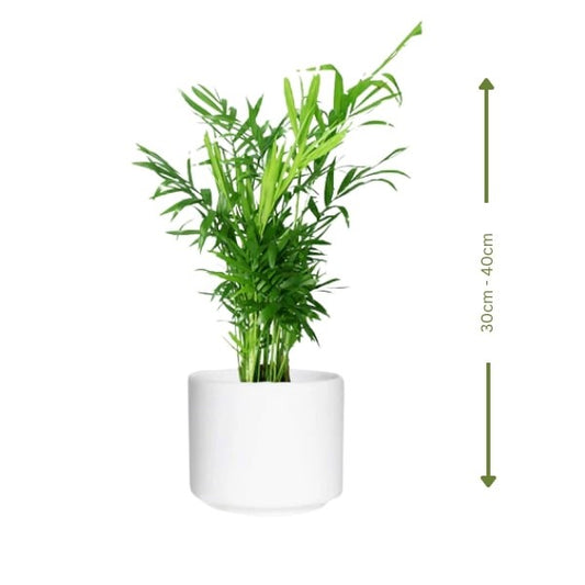 🌿 Chamaedorea (شاميدوريا) | Fast UAE Delivery – The Best Indoor Palm for Homes & Offices 🌿