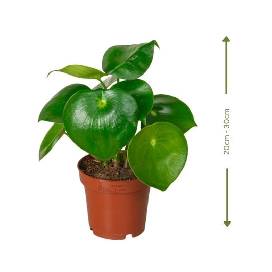 🌿 Chinese Money Plant (نبات المال الصيني) | Fast UAE Delivery – Lucky & Stylish for Homes & Offices