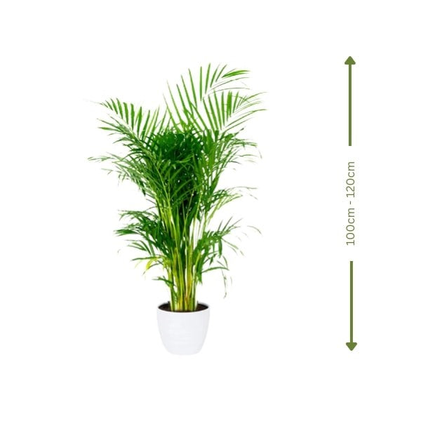 ๐ฟ Areca Palm (ูุฎูุฉ ุงูุฃุฑููุง) | Elegant Indoor & Outdoor Greenery โ Fast UAE Delivery!