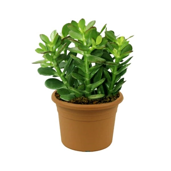 Crassula Ovata (نبتة اليشم) | Lucky & Air-Purifying – Fast UAE Delivery