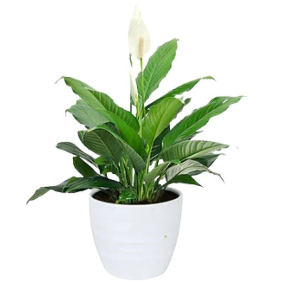 ๐ฟ Spathiphyllum Plant (Peace Lily | ุฒูุจู ุงูุณูุงู
) โ Fast UAE Delivery