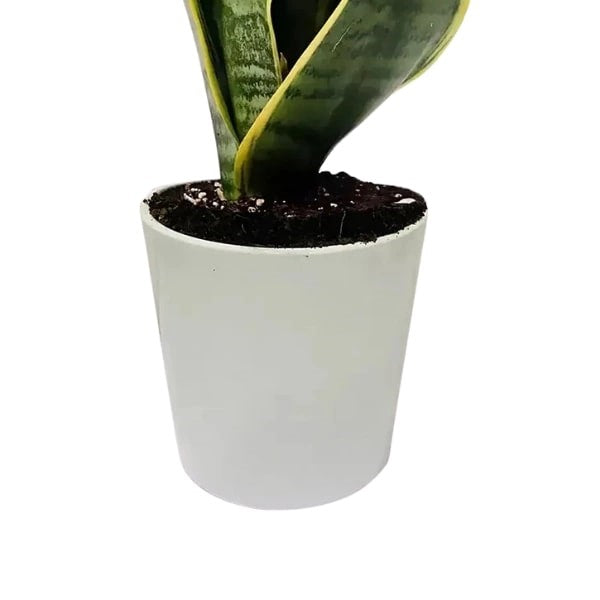 ๐ฟ Sansevieria Plant (ูุจุงุช ุงูุณูุณูููุฑุง) | Air-Purifying & Low Maintenance โ Fast UAE Delivery