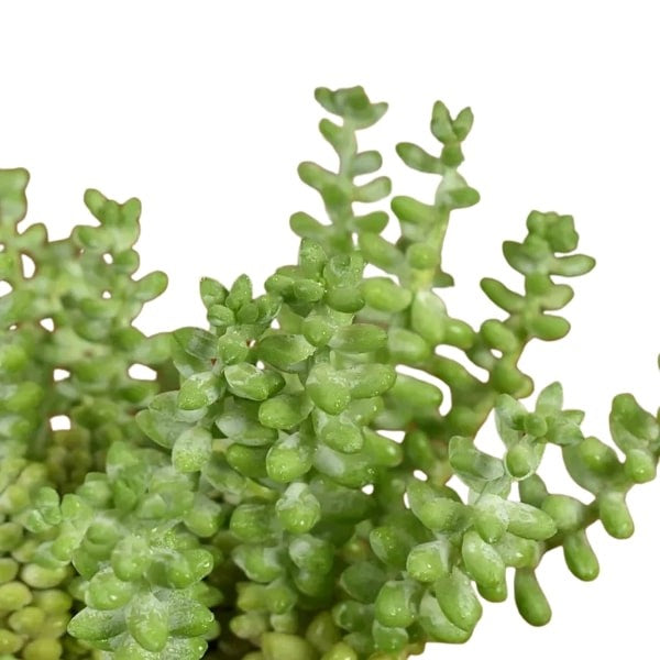 🌿 Sedum Burrito (سدوم بوريتو) | Hanging Succulent – Fast UAE Delivery