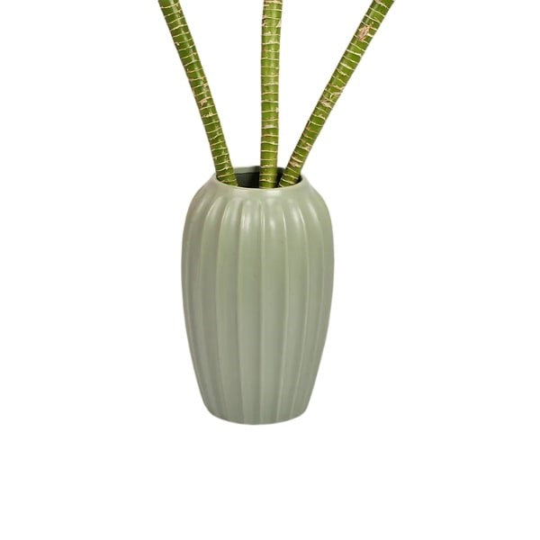 Tiger Bamboo (بامبو النمر) | Elegant & Low-Maintenance – Fast UAE Delivery