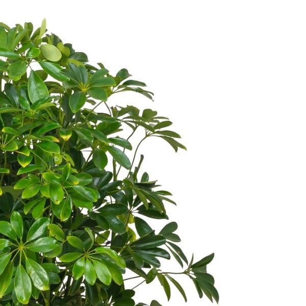 ๐ฟ Umbrella Plant (ูุจุงุช ุงูู
ุธูุฉ) | Fast UAE Delivery โ Elegant & Low-Maintenance Indoor Plant