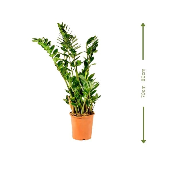 ๐ฟ ZZ Plant (ูุจุงุช ุฒูุฒู) | Low-Maintenance Indoor Greenery โ Fast UAE Delivery