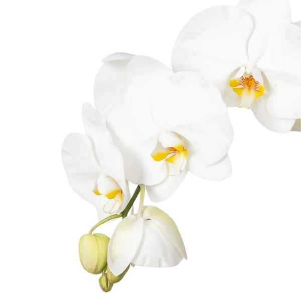 White Orchid (السحلب الأبيض) | Fast UAE Delivery – Elegant Indoor Plant for Homes & Offices