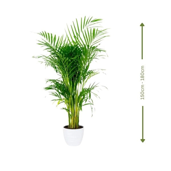 ๐ฟ Areca Palm (ูุฎูุฉ ุงูุฃุฑููุง) | Elegant Indoor & Outdoor Greenery โ Fast UAE Delivery!