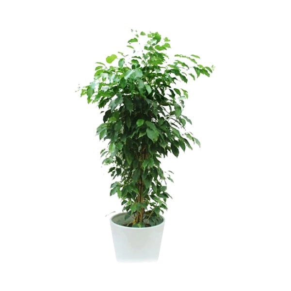 ๐ฟ Ficus Benjamin (ูููุณ ุจููุงู
ูู) | Elegant Air-Purifying Tree โ Fast UAE Delivery