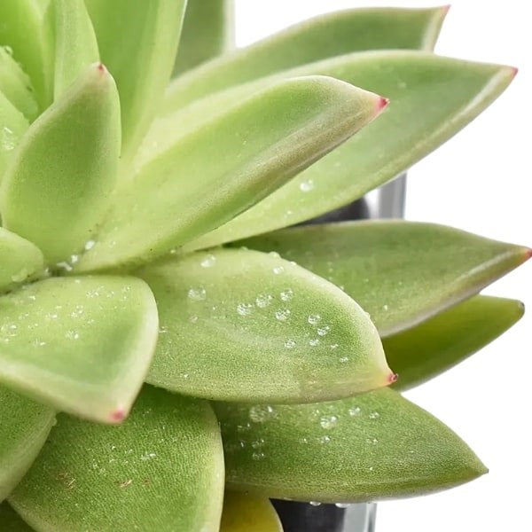 Green Echeveria (إشفيريا الخضراء) | Rosette Succulent – Fast UAE Delivery