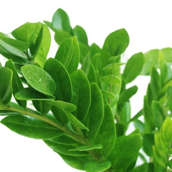 ๐ฟ ZZ Plant (ูุจุงุช ุฒูุฒู) | Low-Maintenance Indoor Greenery โ Fast UAE Delivery