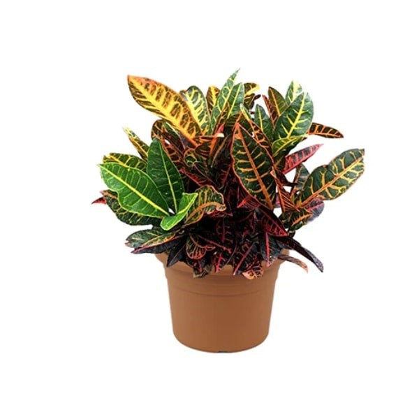 ๐ฟ Croton Plant (ูุฑูุชูู) | Fast UAE Delivery โ Vibrant & Low Maintenance