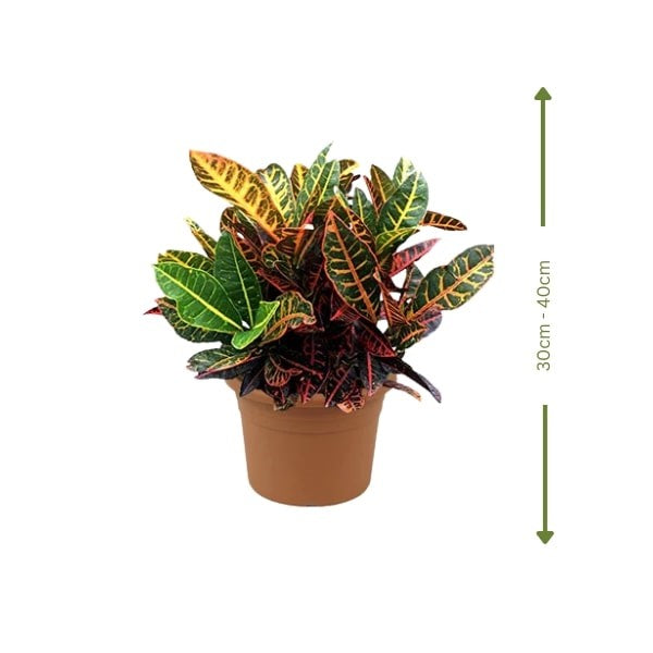 ๐ฟ Croton Plant (ูุฑูุชูู) | Fast UAE Delivery โ Vibrant & Low Maintenance
