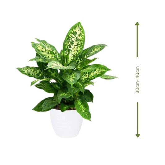 🌿 Dieffenbachia Compacta (ديفنباخيا كومباكتا) | Air-Purifying Indoor Plant – Fast UAE Delivery