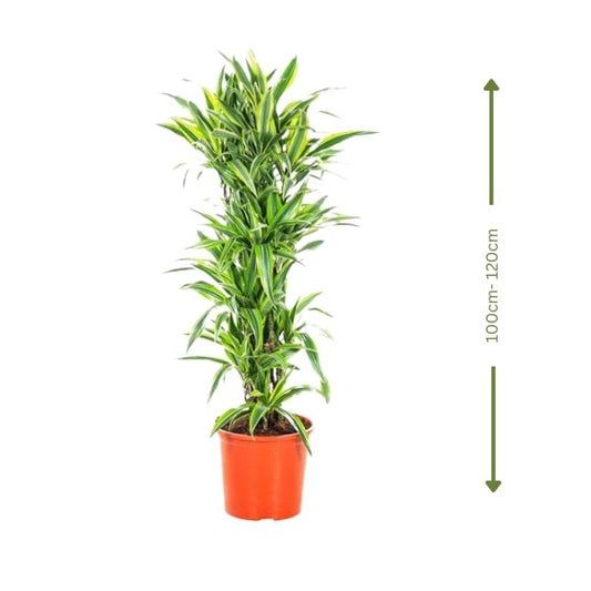 🌿 Dracaena Lemon Lime (دراسينا ليمون لايم) | Vibrant Indoor Foliage – Fast UAE Delivery