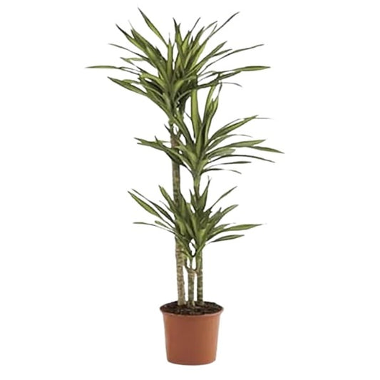 🌿 Dracaena Rikki (دراسينا ريكي) | Lush Indoor Elegance – Fast UAE Delivery