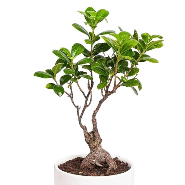 ๐ฟ Zen Bonsai Tree (ุดุฌุฑุฉ ุจููุณุงู ุฒูู) | Miniature Elegance โ Fast UAE Delivery