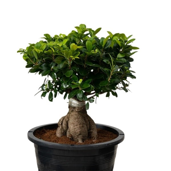 ๐ฟ Ficus Bonsai (ูููุณ ุจููุณุงู) | Elegant Miniature Tree โ Fast UAE Delivery ๐ฟ