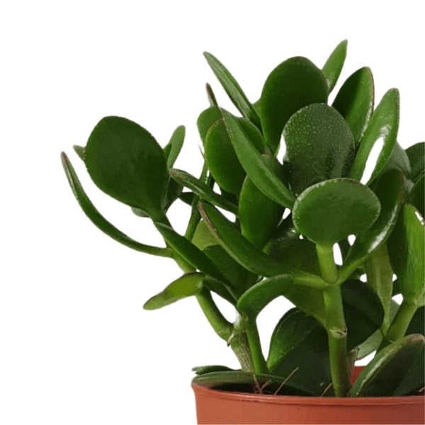 Jade Plant (نبات اليشم) | Low-Maintenance & Air-Purifying – Fast UAE Delivery